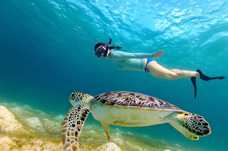 Belize trip turtle snorkel